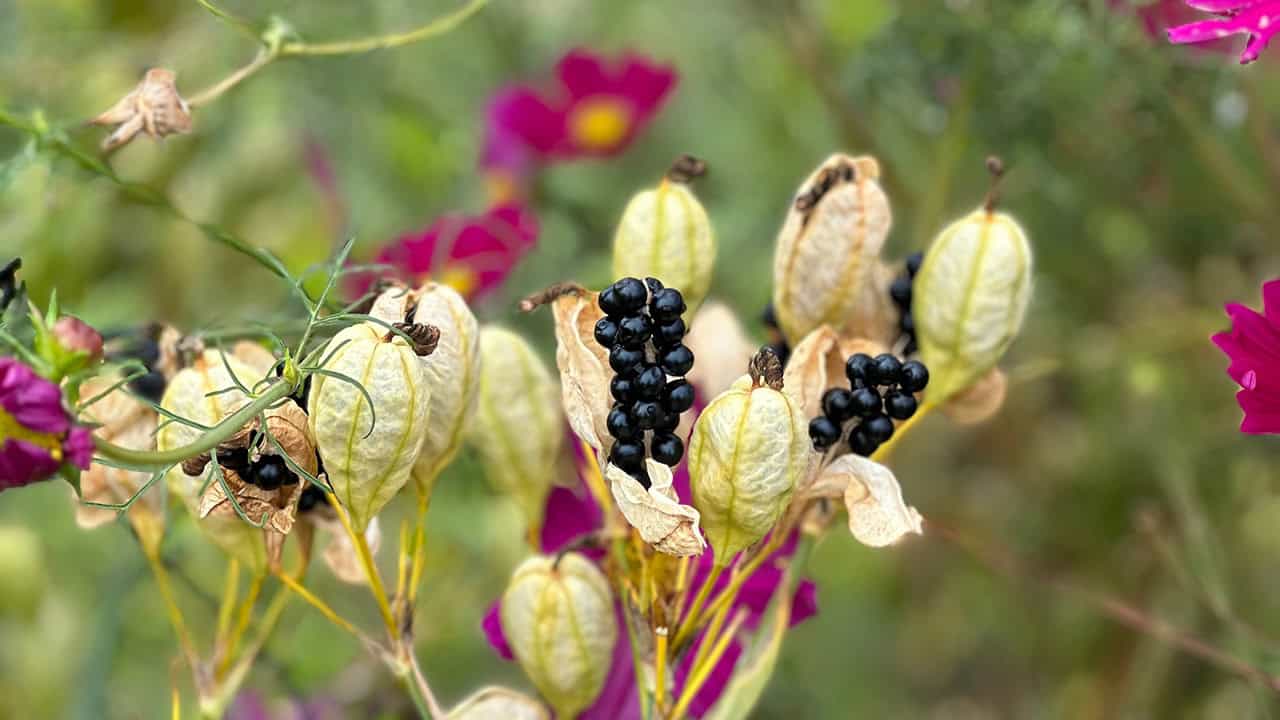 Blackberry Lilies (Iris Domestica)