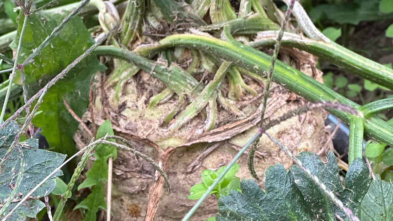 Chef's Garden Celeriac