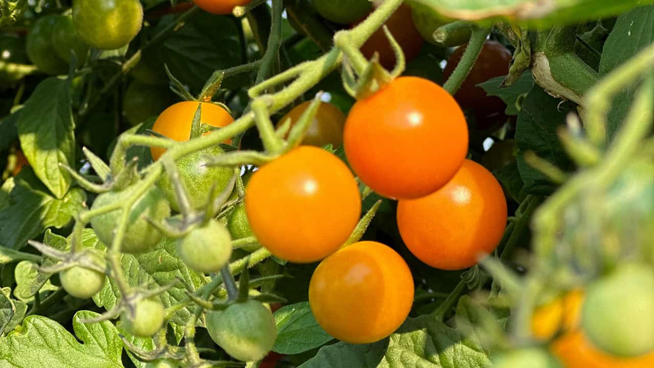 Chef's Garden Cherry Tomatoes