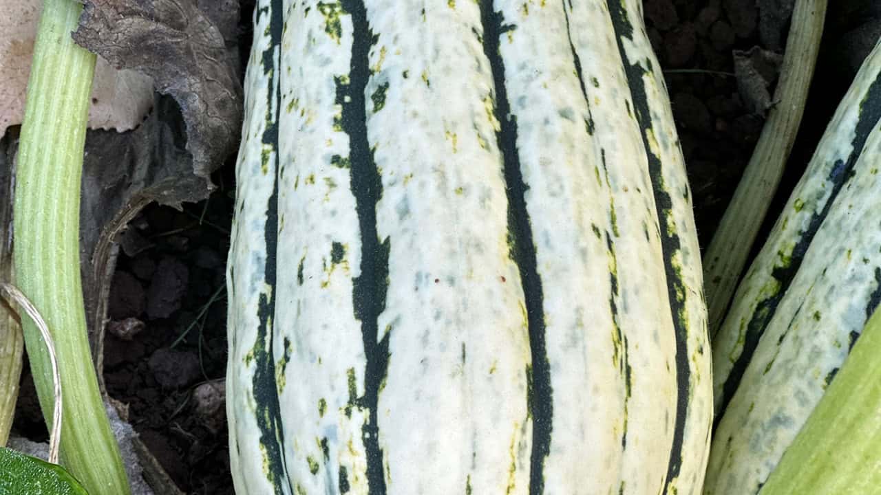 Chef's Garden Delicata Squash