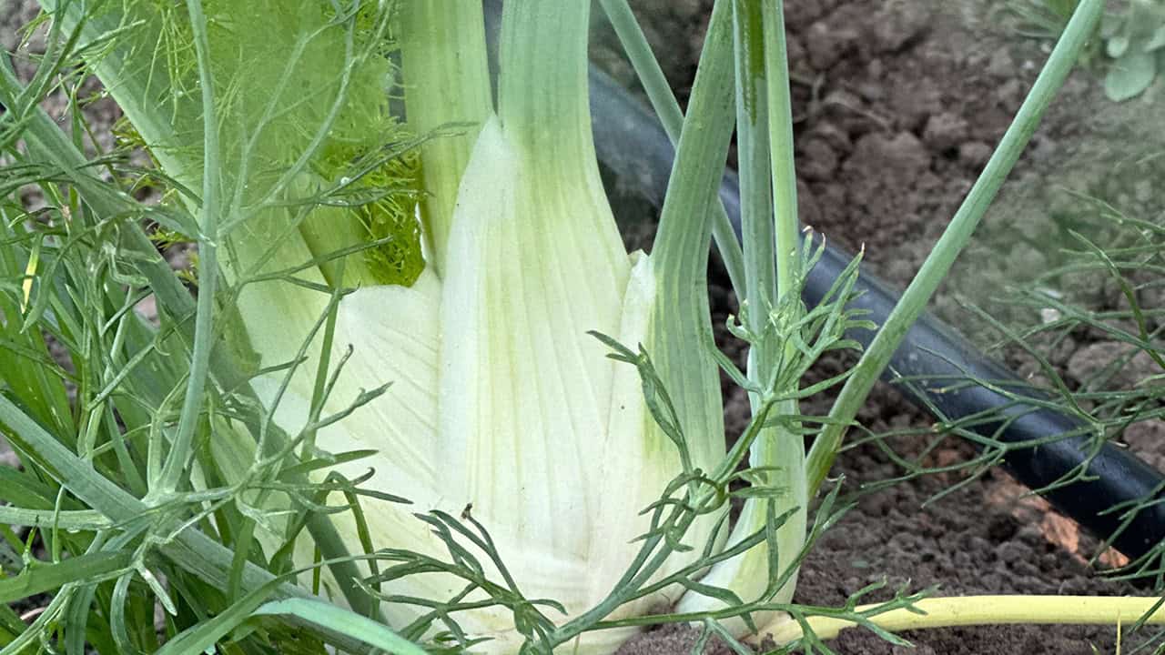Chef's Garden Fennel