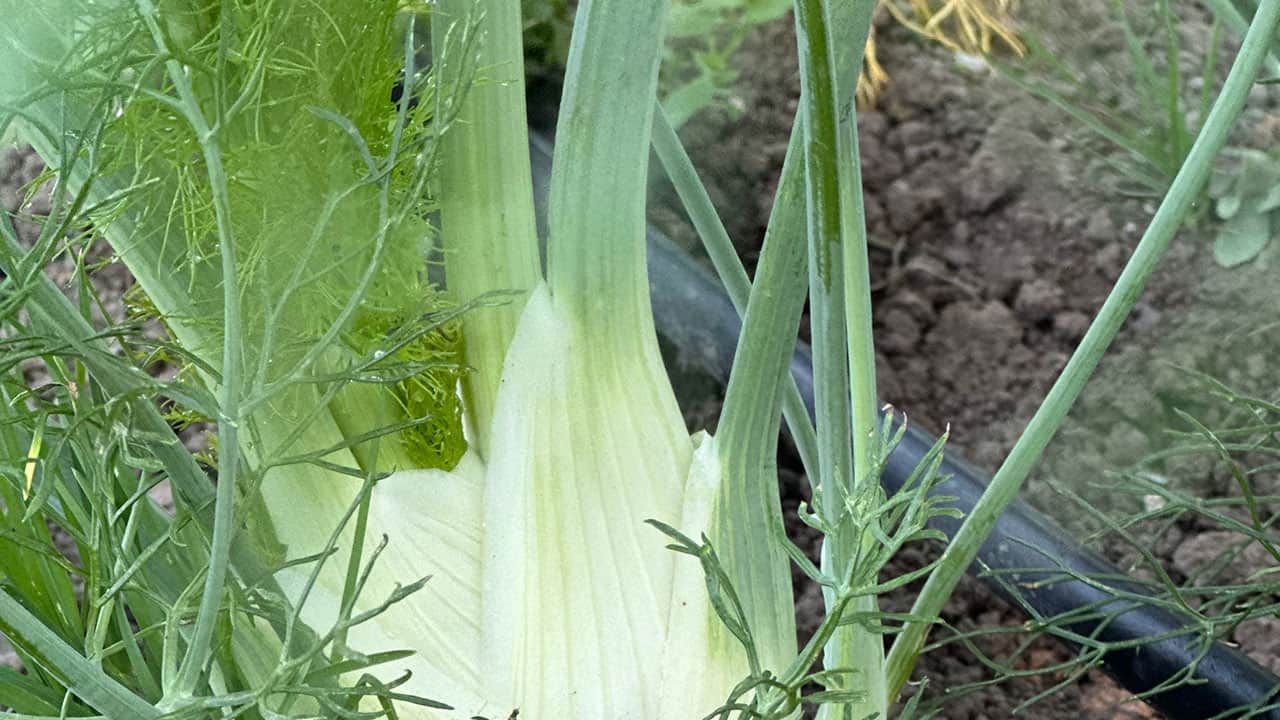 Chefs Garden Fennel