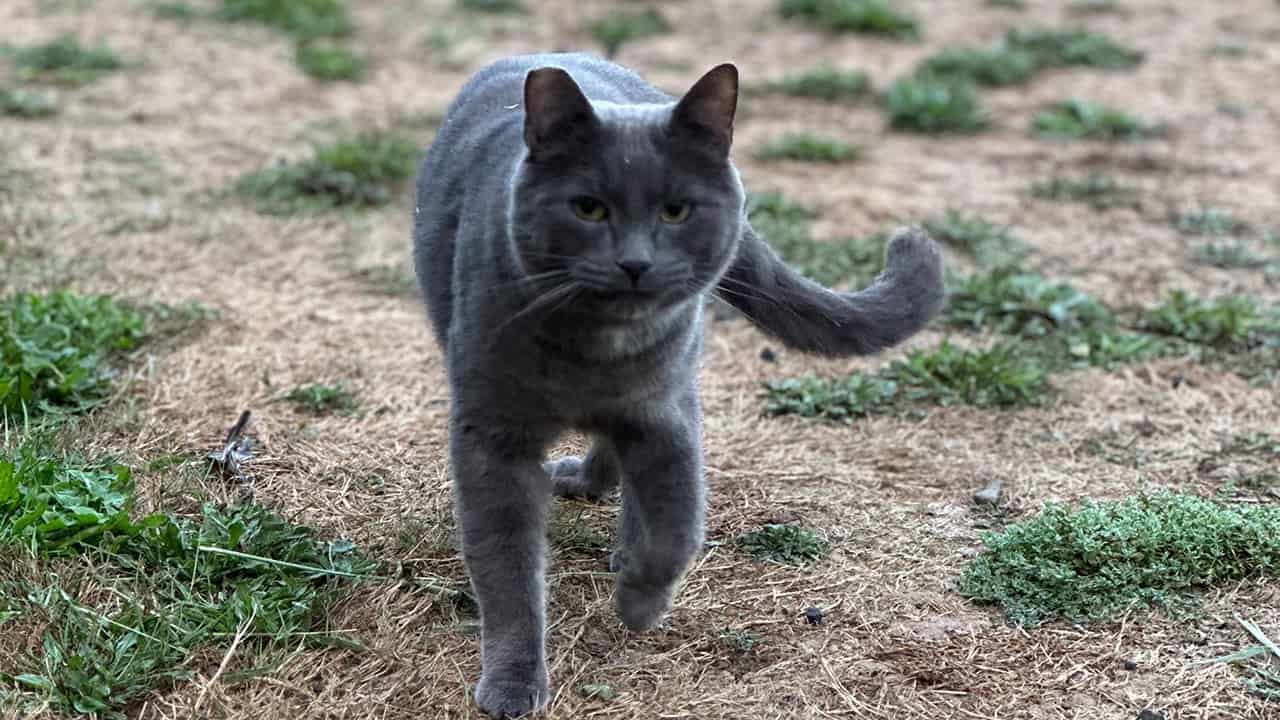 Chef's Garden Cat