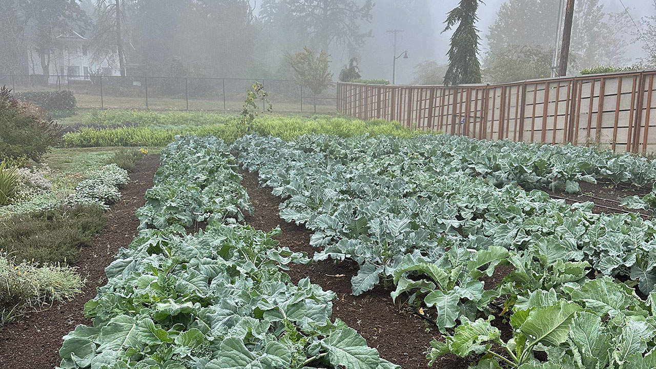 Fall Cauliflower And Overwintered Broccoli
