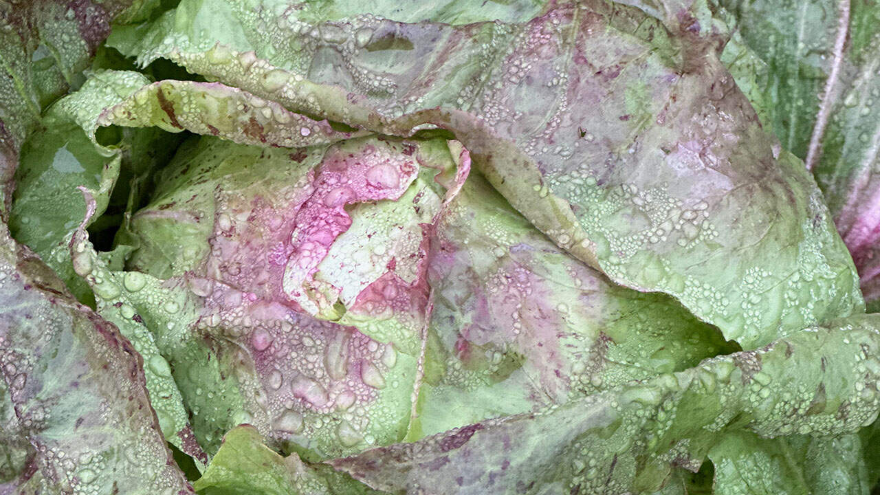 Chefs Garden Radicchio
