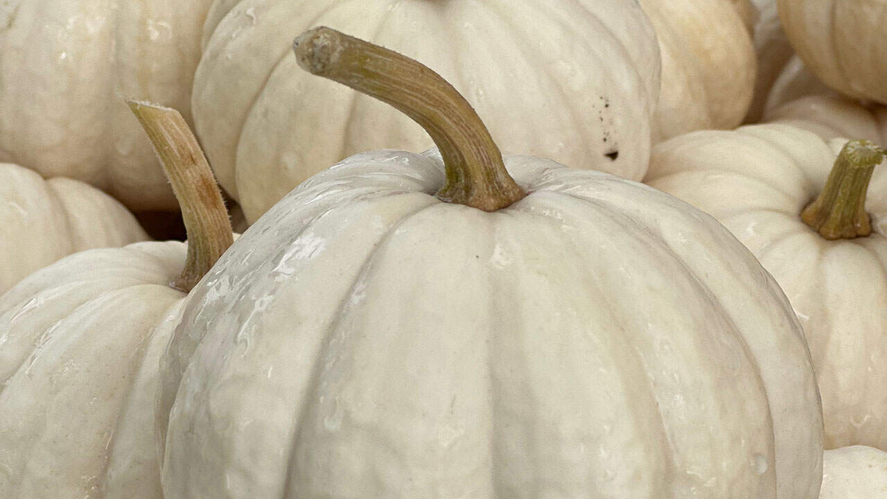 Miniature White Pumpkins