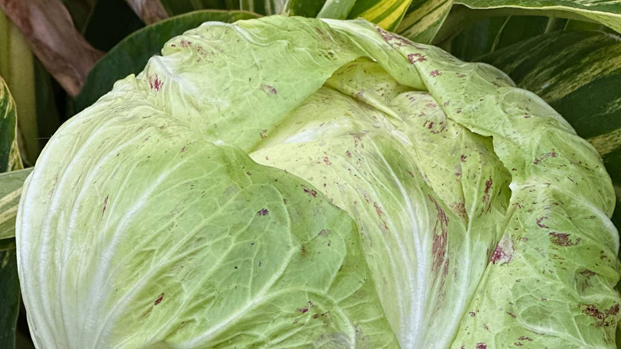 Early Radicchio
