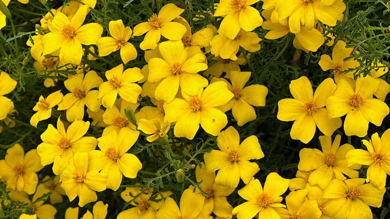 Chefs Garden Fall Edible Flowers