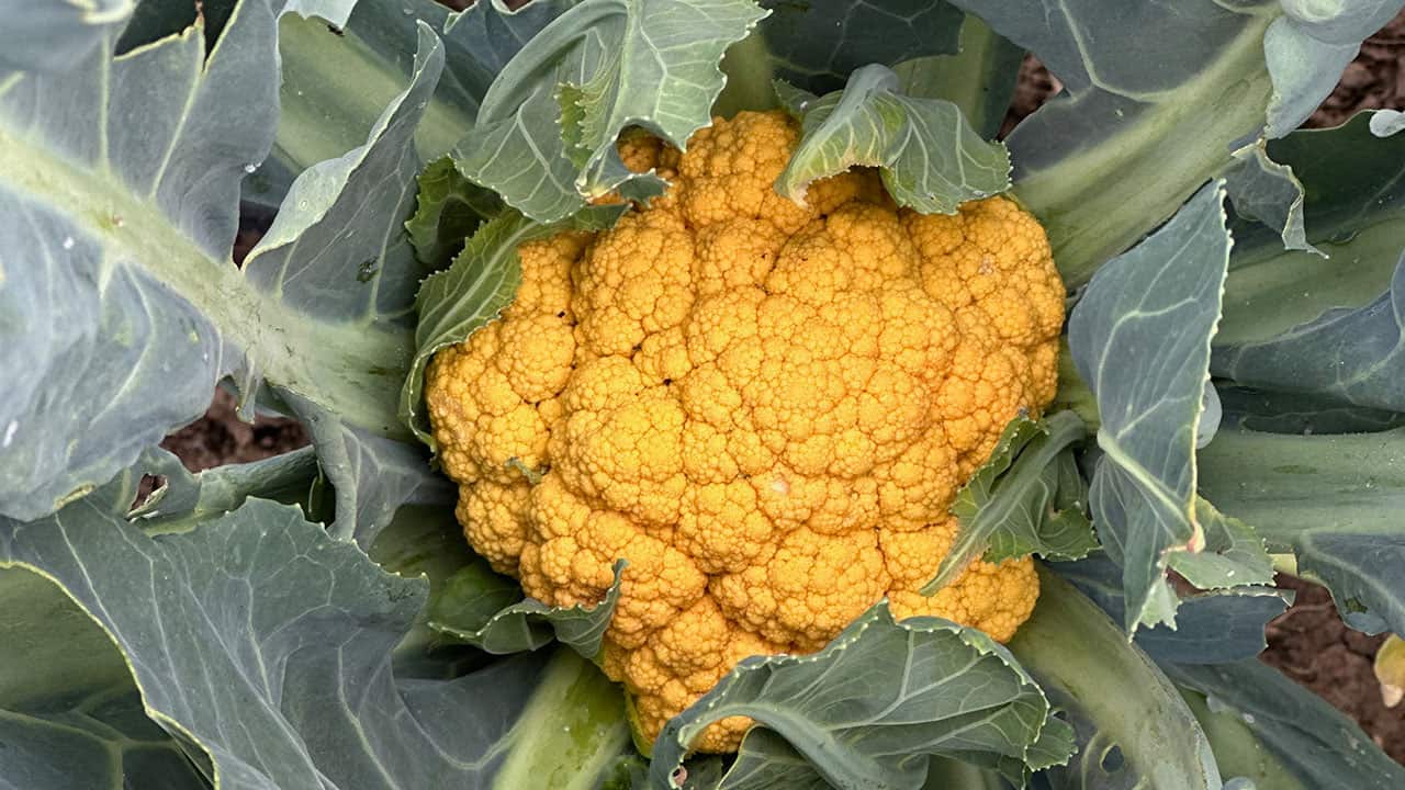 Chefs Garden Orange Fall Cauliflower