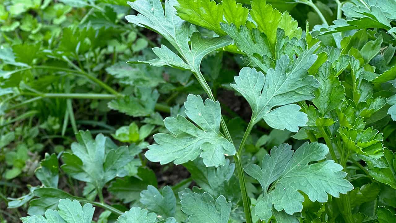 Chefs Garden Parsley