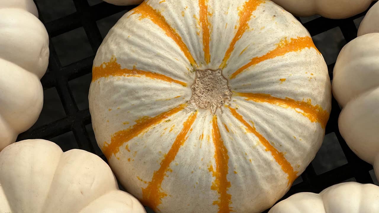 "Soup-Bowl-Sized" Pumpkins