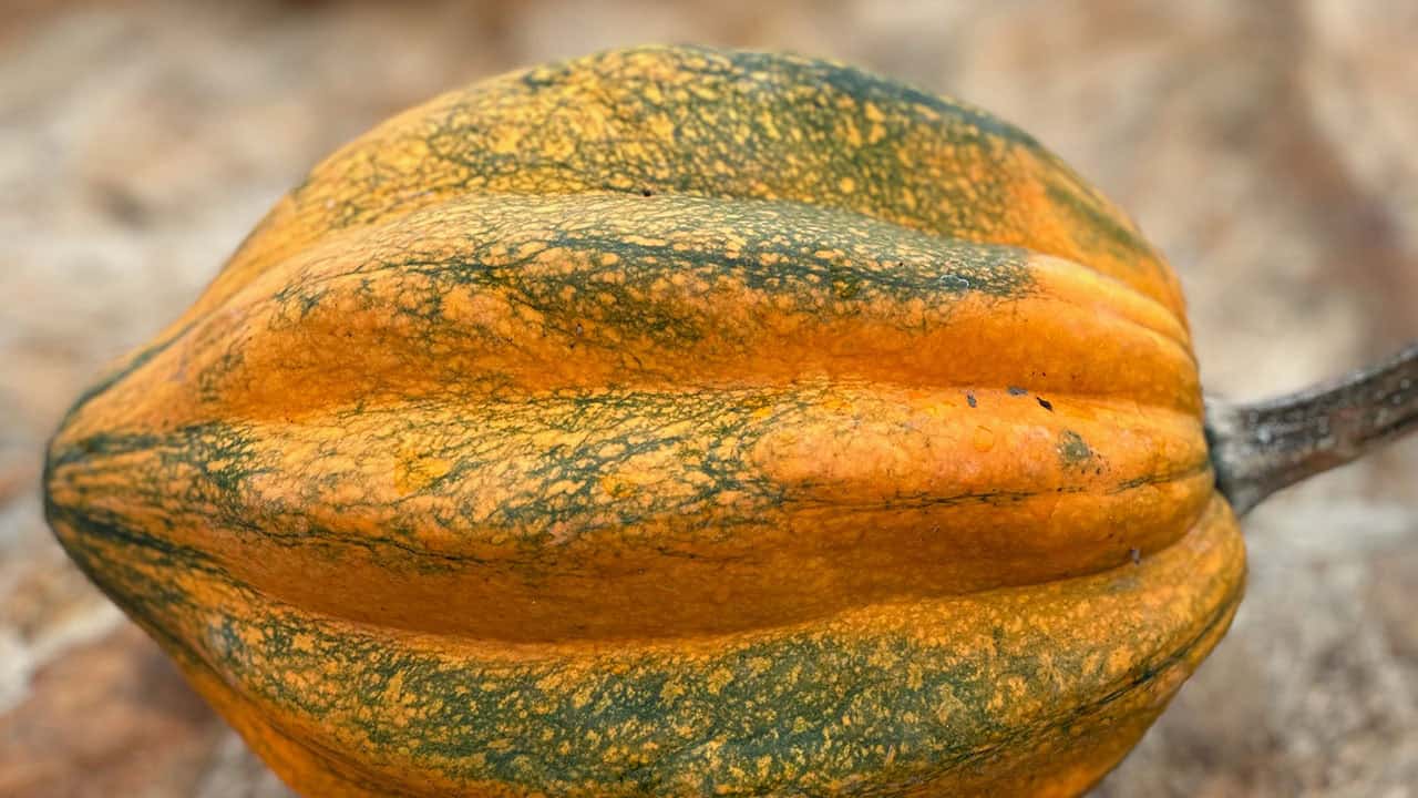 Chefs Garden Acorn Squash