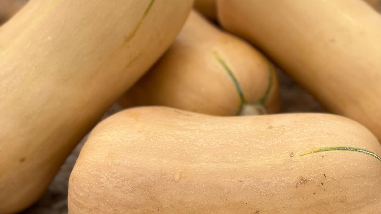 Chefs Garden Butternut Squash