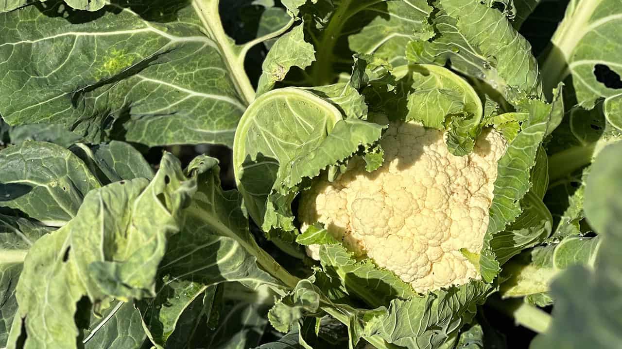 Chef's Garden Cauliflower