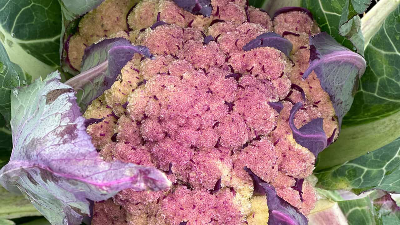 Chefs Garden Purple Sicily Cauliflower