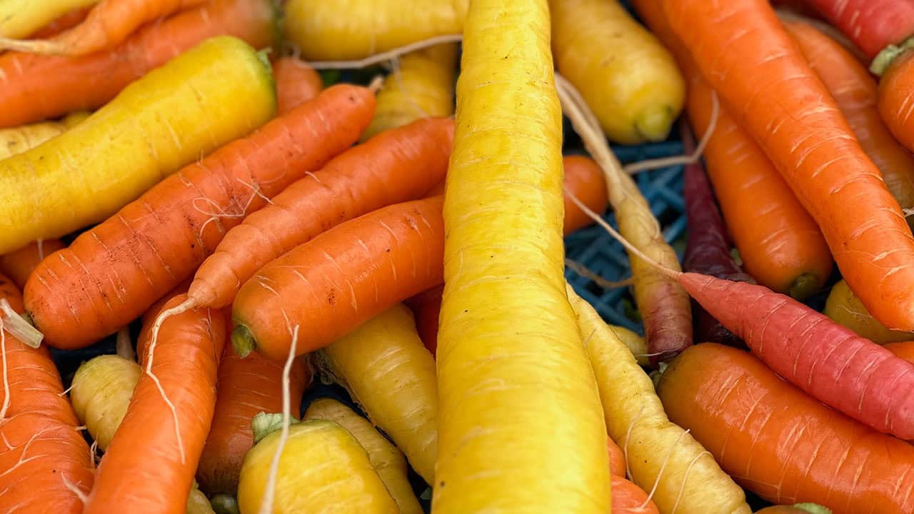 Chef's Garden Colorful Fall Carrot Harvest