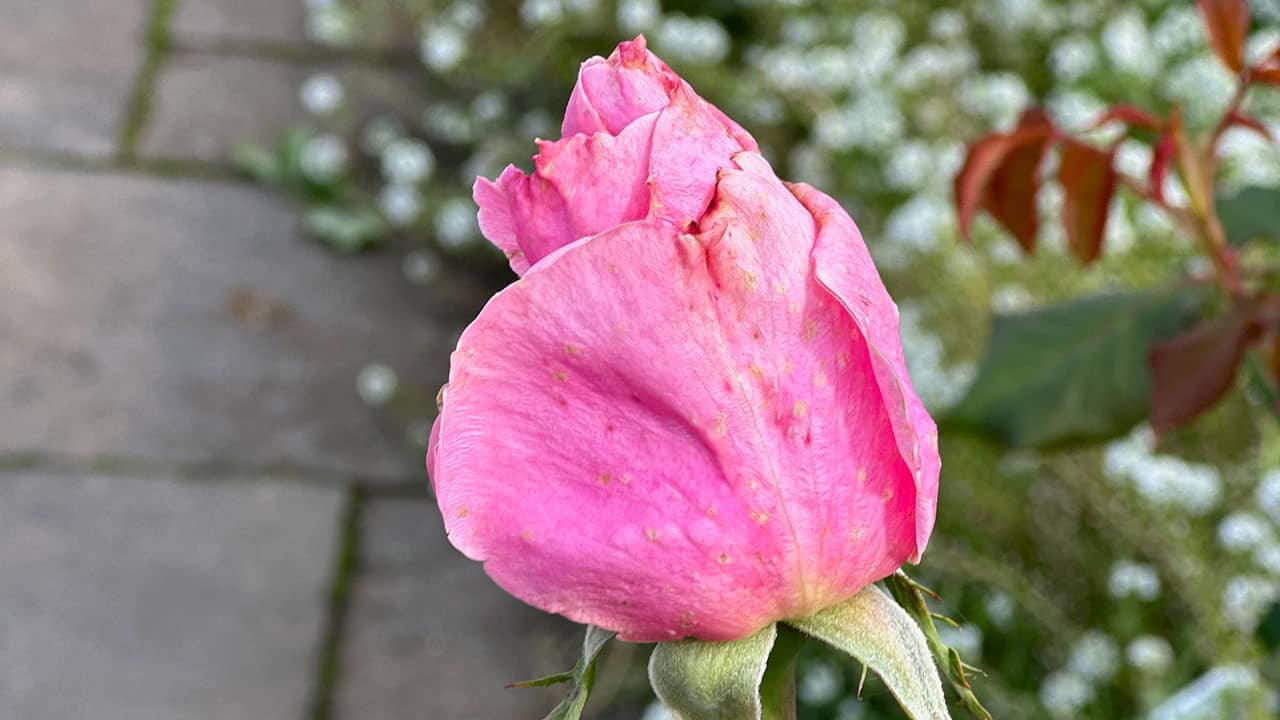 Chef's Garden Fall Pink Rose