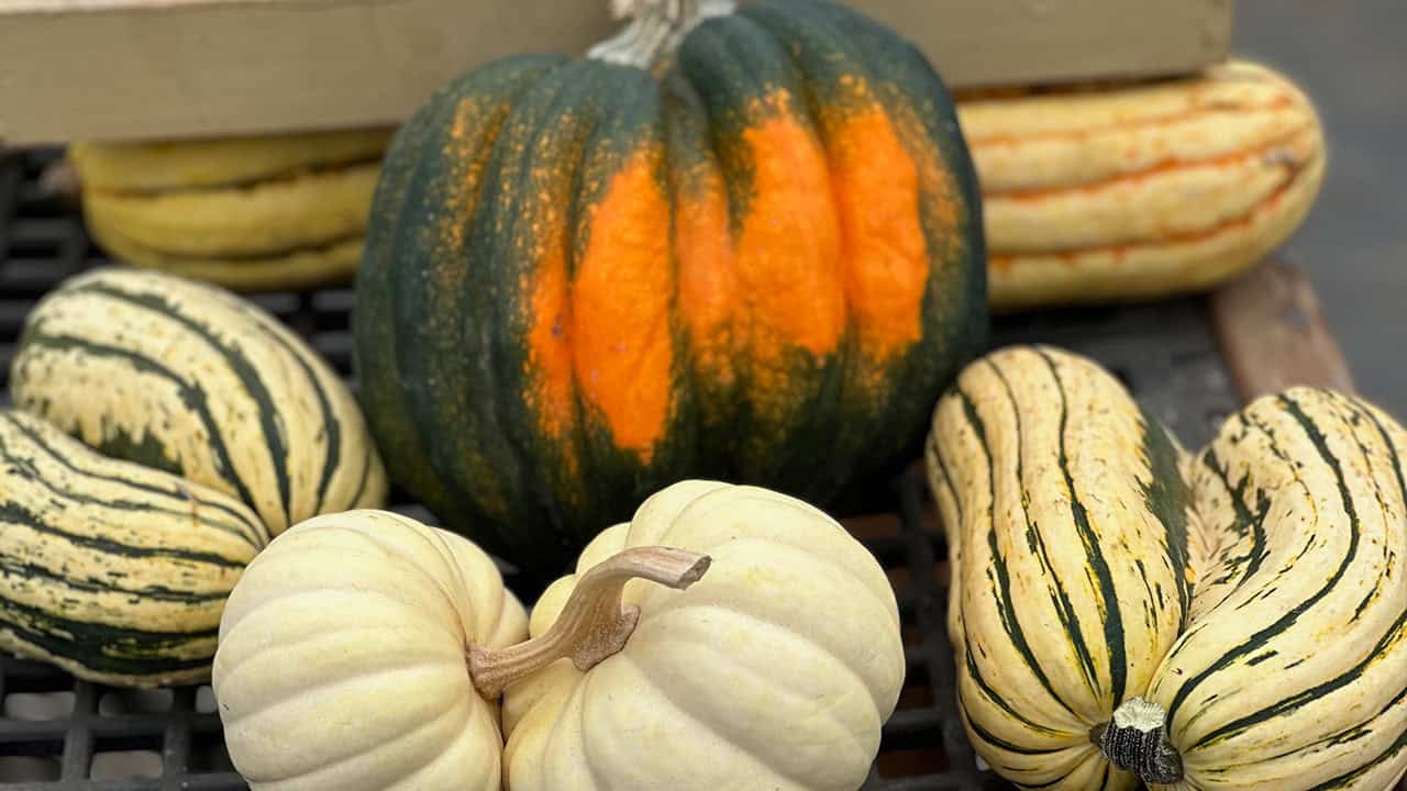 Chef's Garden Fall Squash Harvest