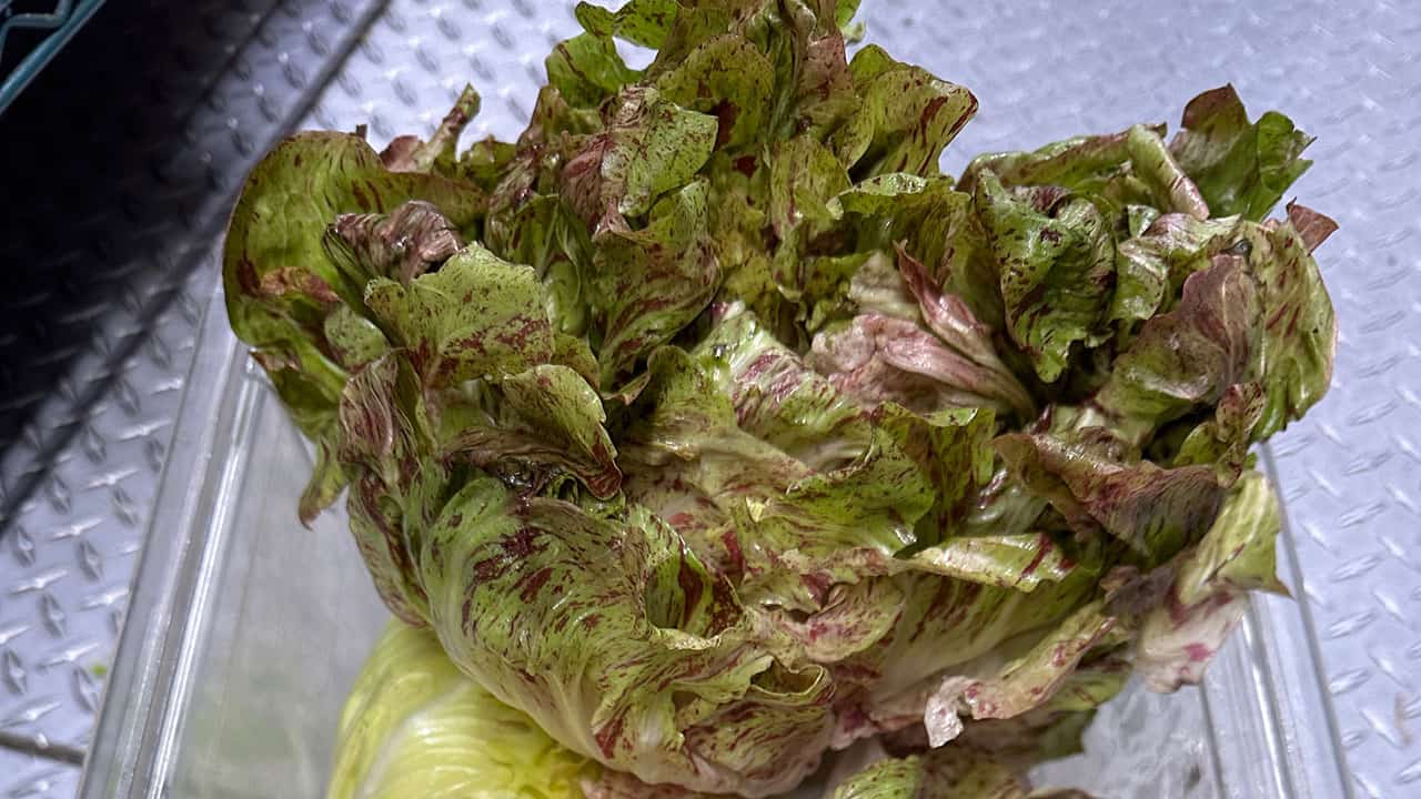 Chef's Garden Radicchio Harvest