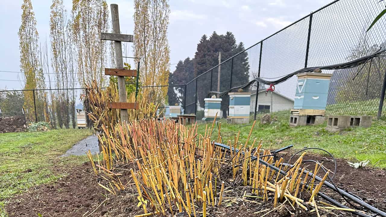 Chefs Garden Sunchokes
