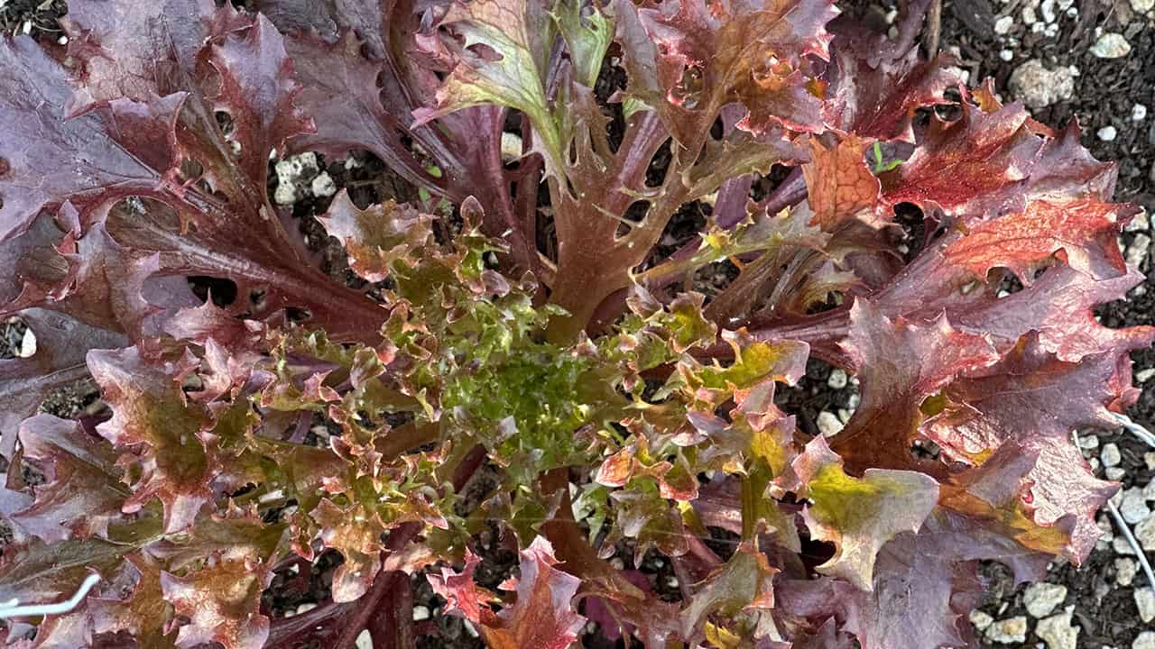 Chef's Garden Lettuce