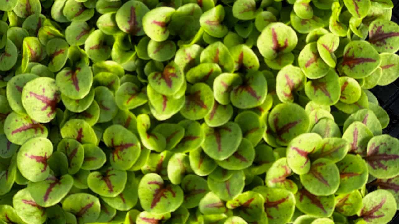 Chef's Garden Micro-greens