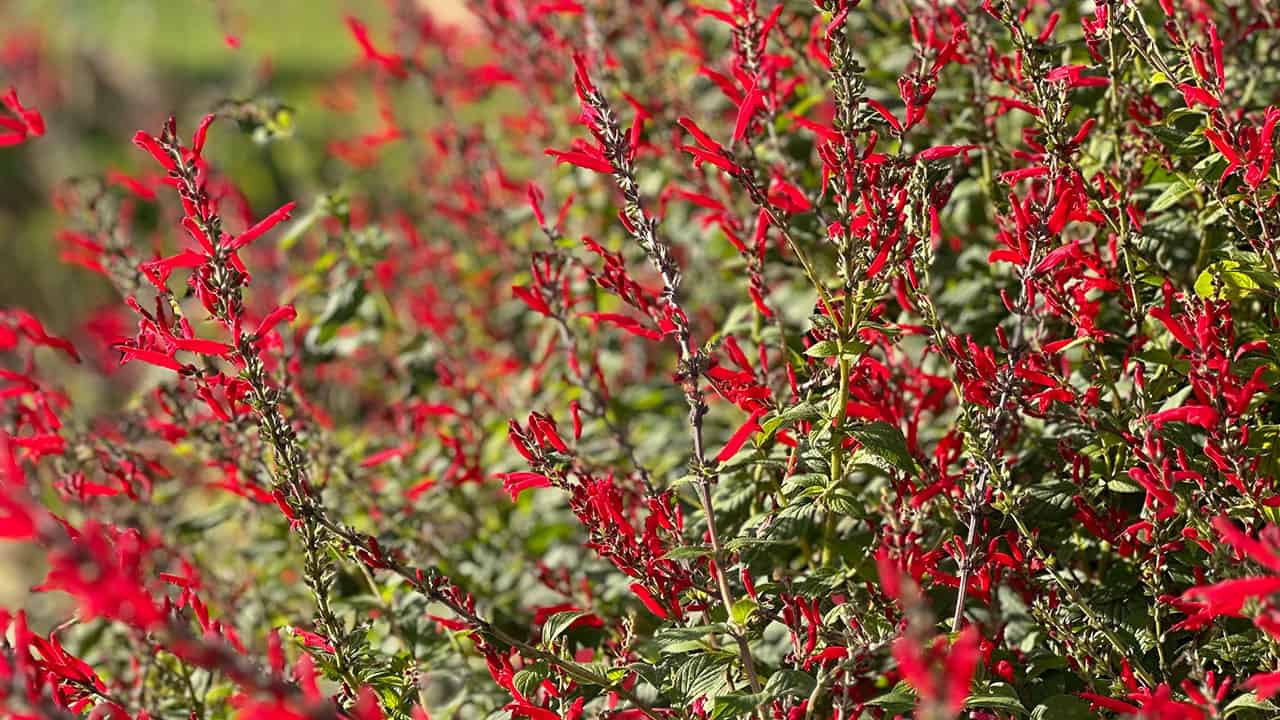Chef's Garden Pineapple Sage