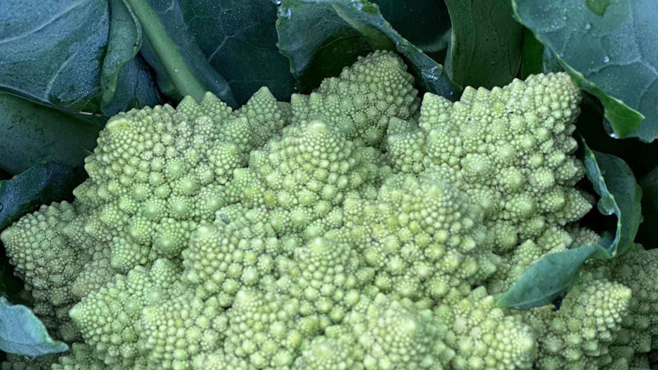 Chefs Garden Romanesco Cauliflower
