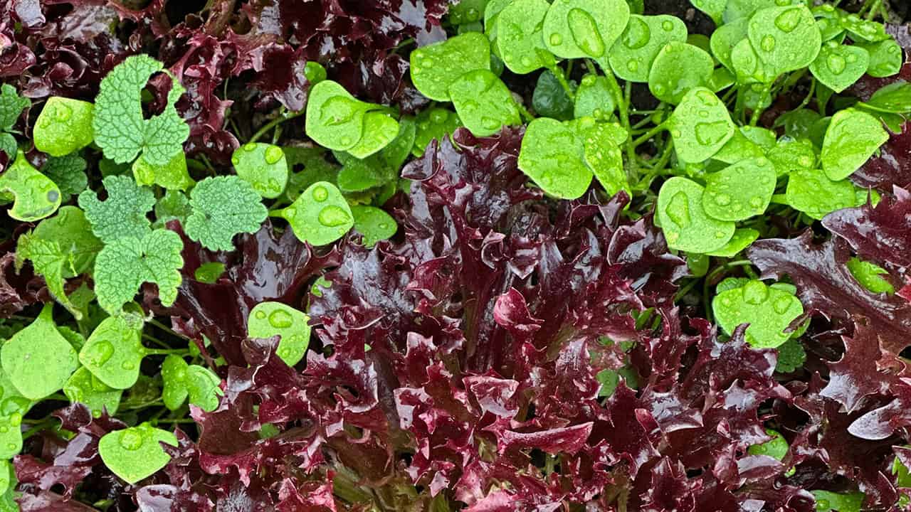 Chef's Garden Lettuce and Miners Lettuce