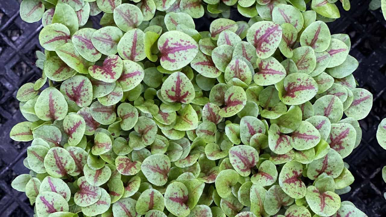 Chef's Garden Microgreens