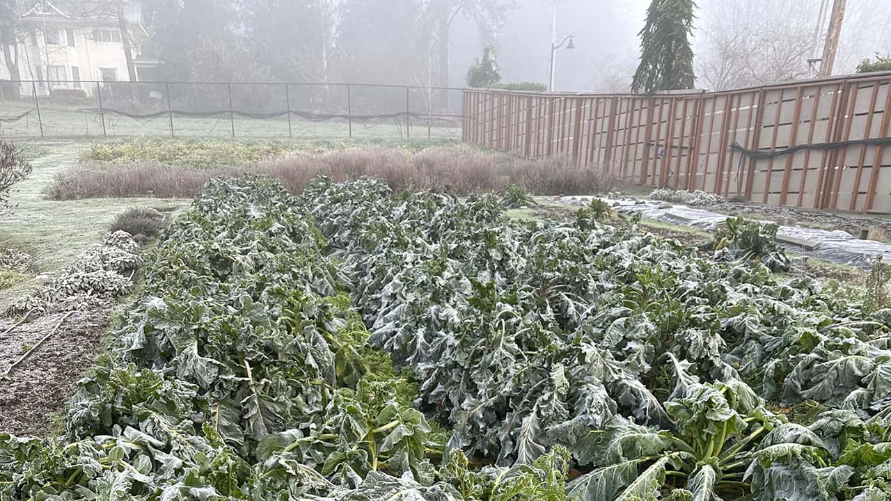 Chef's Garden Overwintered Broccoli and Cauliflower