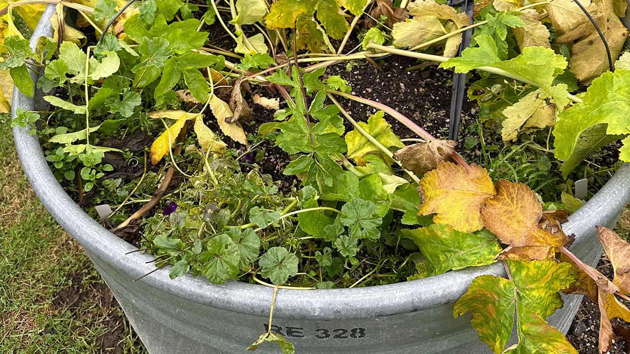 Chef's Garden Parsnips