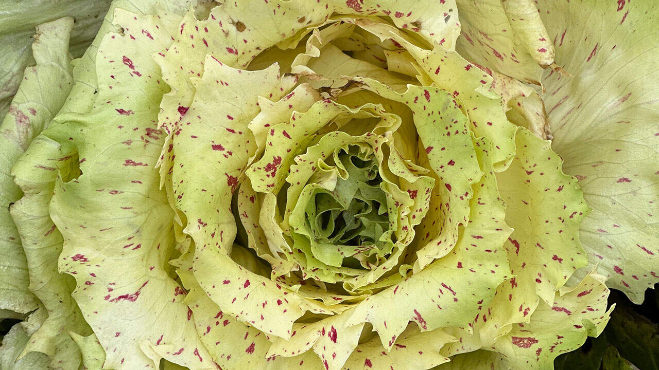 Chef's Garden Radicchio