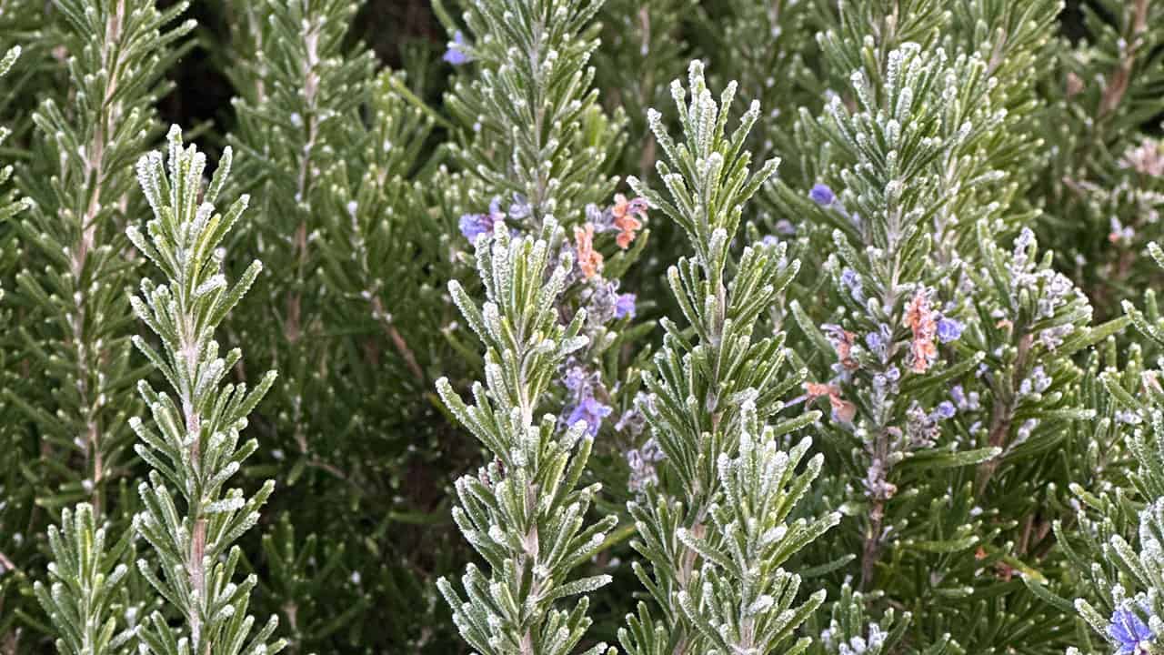 Chef's Garden Rosemary