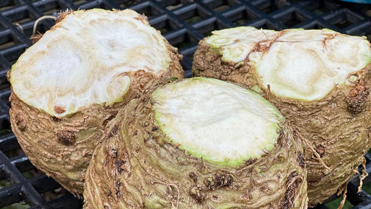 Chef's Garden Celeriac Tops