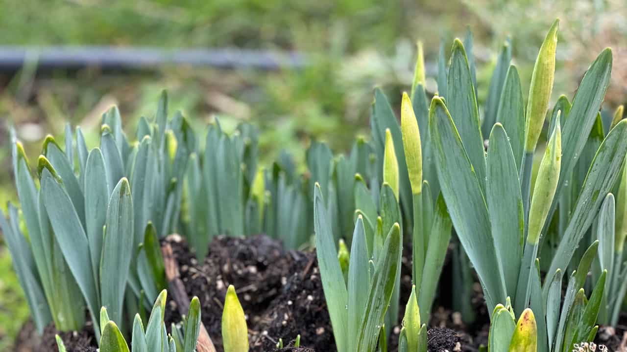 Chef's Garden Daffodils
