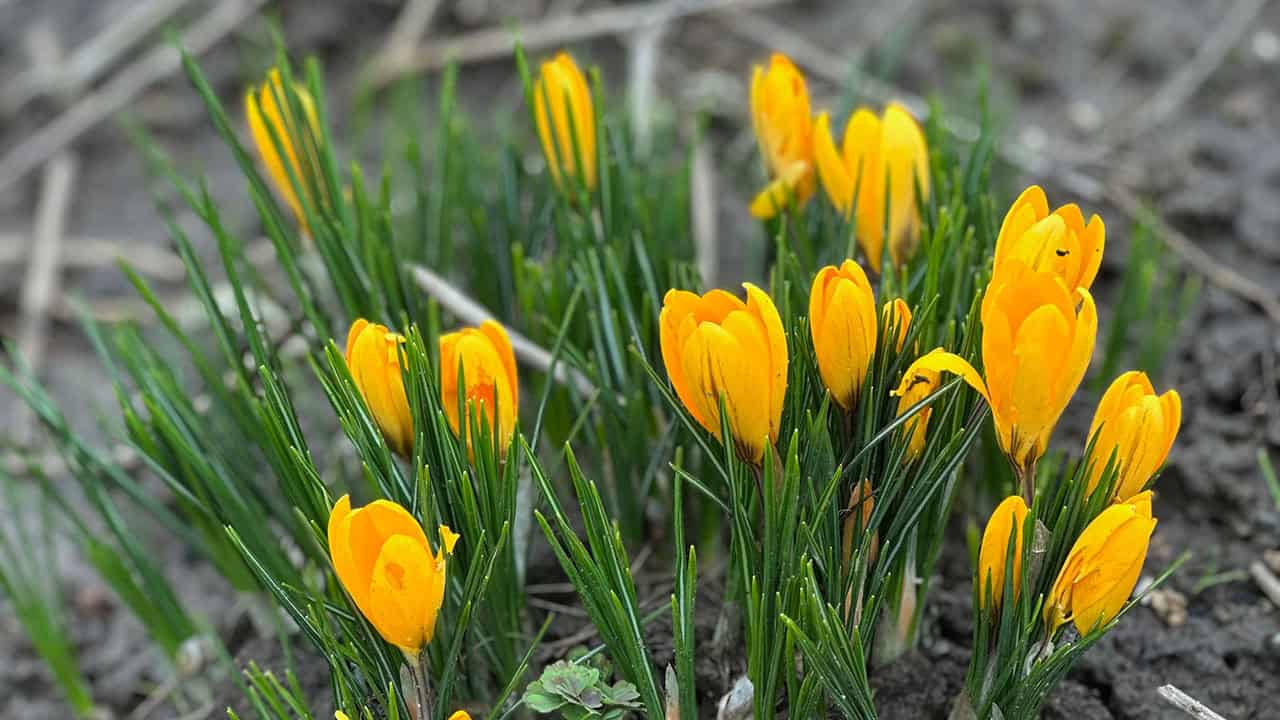 Chef's Garden Early Spring Crocus Flowers