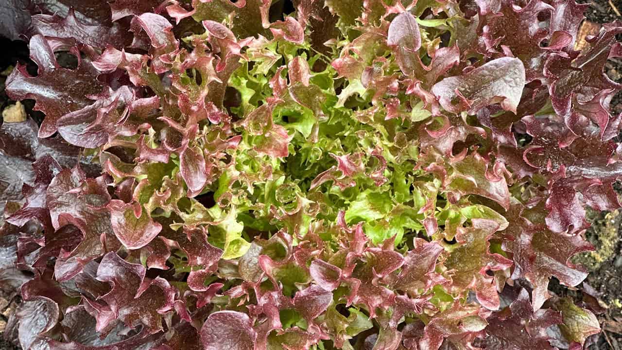 Chef's Garden Lettuce