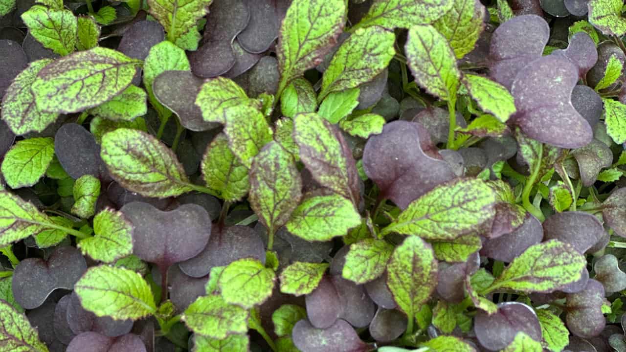 Chef's Garden Microgreens