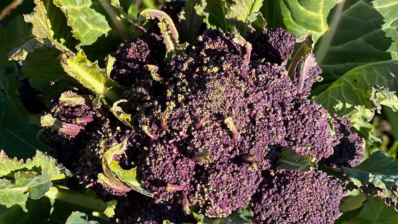 Chef's Garden Purple Broccoli