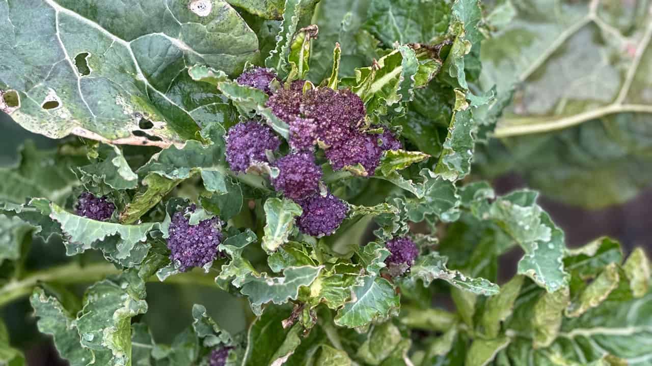 Chef's Garden Purple Sprouting Broccoli