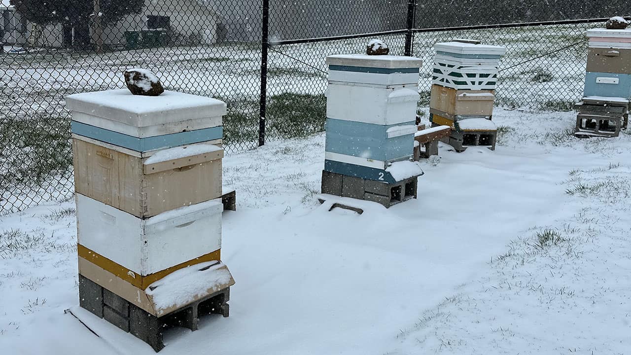 Snowy Bee Hives in Chef's Garden