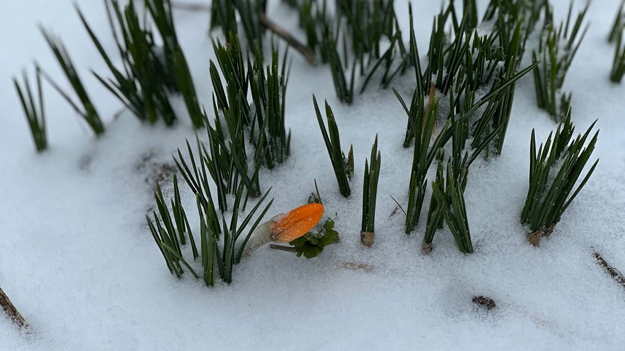 Crocus in the Snow in Chef's Garden