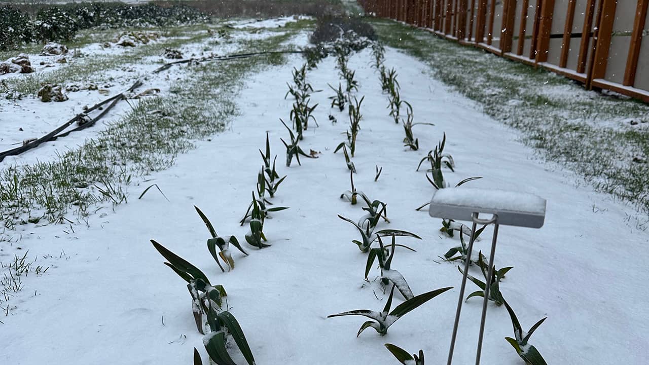 Snowy Green Garlic in Chef's Garden