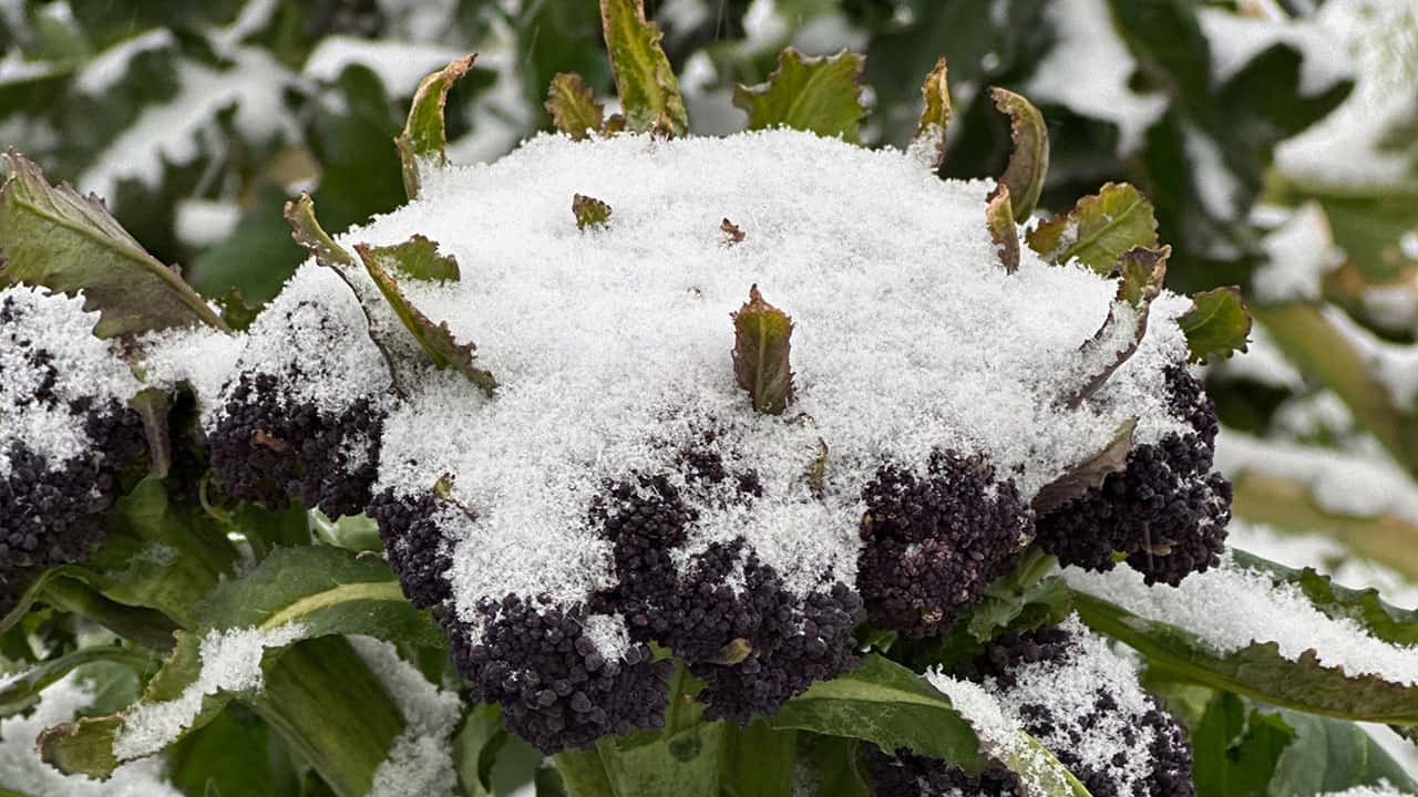 Snowy Purple Sprouting Broccoli in Chef's Garden