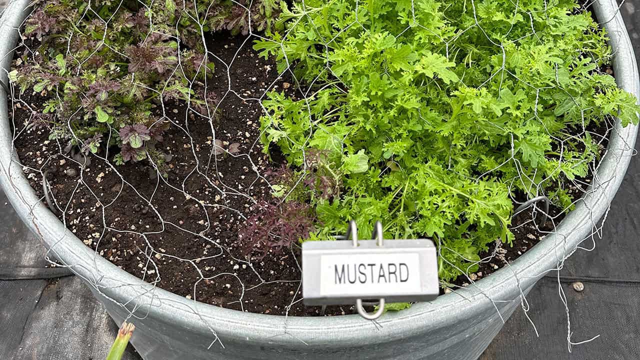 Chef's Garden Mustard Greens