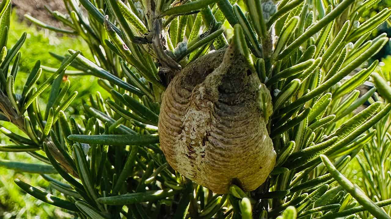 Chef's Garden Praying Mantis Egg Case