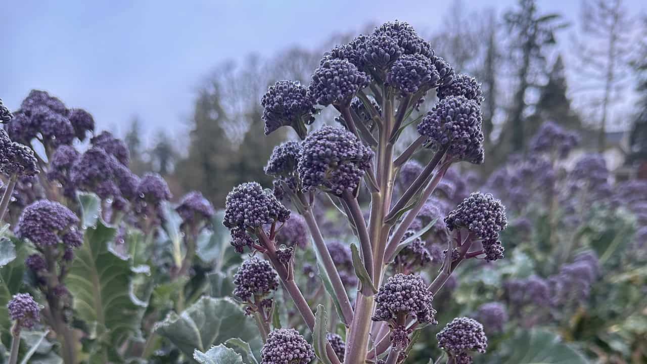 Chefs Garden Purple Broccoli