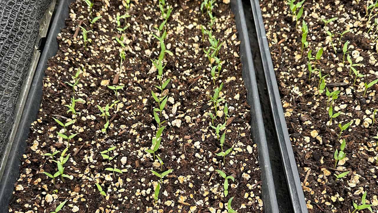 Chef's Garden Tomato Seedling Trays