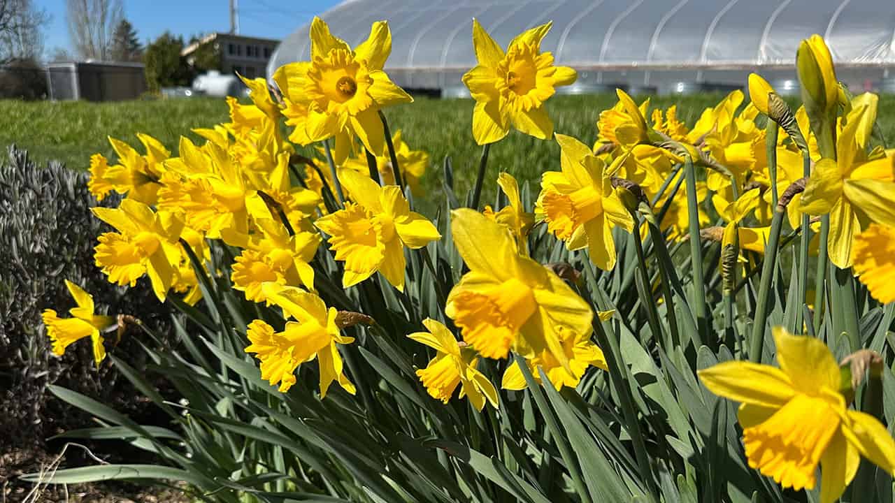 Chef's Garden Daffodils